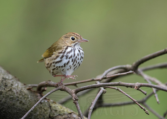 Careful Steps (Ovenbird)