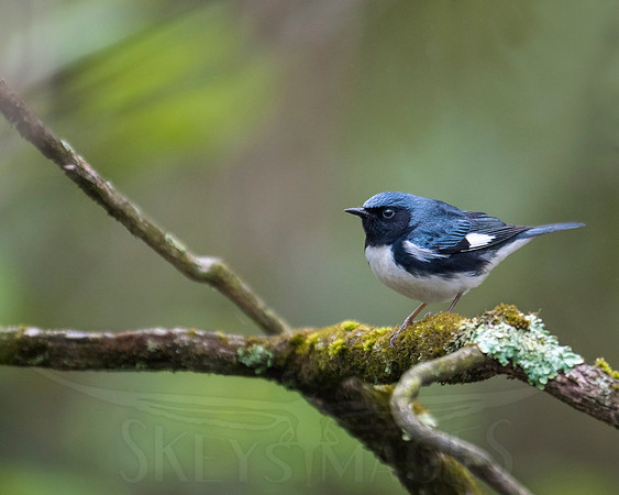 Textures (Black-throated Blue Warble)