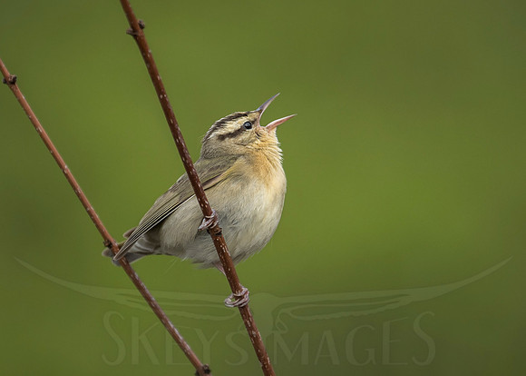 Singing to the Mountains (Worm-eating Warbler)