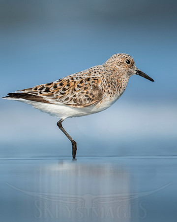 Tippy Toe (Sanderling)