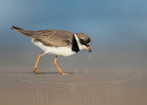 Pulling Worm (Semi-palmated Plover)
