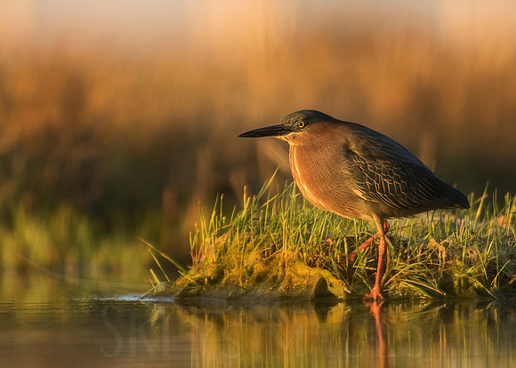 Golden Green (Green Heron)