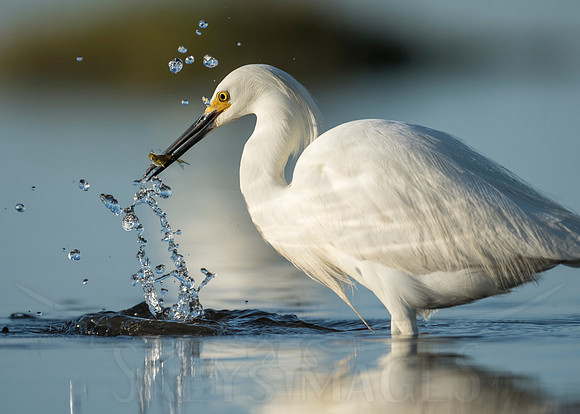 Frozen (Snowy Egret)