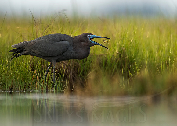 Flip (Little Blue Heron)