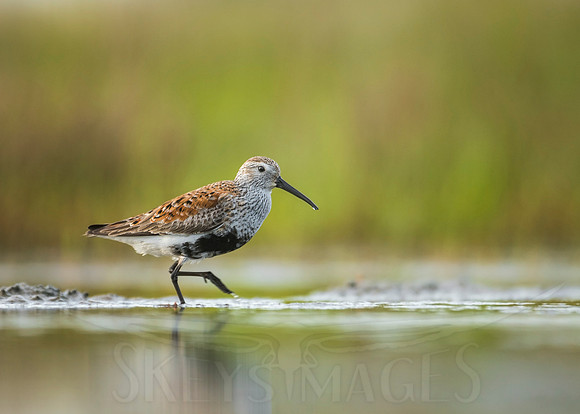 (Dunlin)