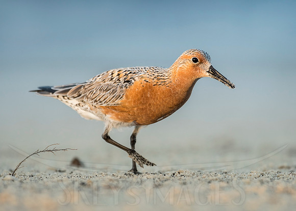 (Red Knot)