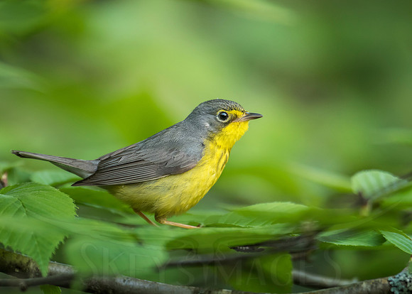 Girl with No Necklace (Canada Warbler)