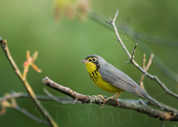 Canada Warbler