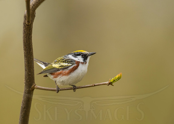 Chestnut Framed (Chestnut-sided Warbler)
