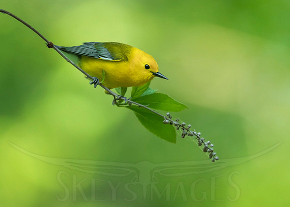 Prothonotary on Slight Perch (Prothonotary Warbler)