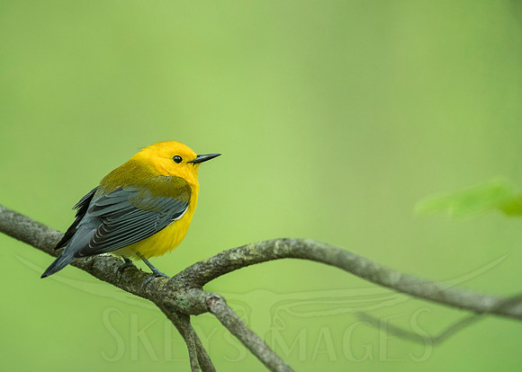 Prothonotary Warbler