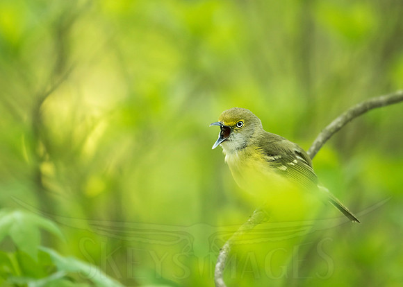 White-eyed Vireo