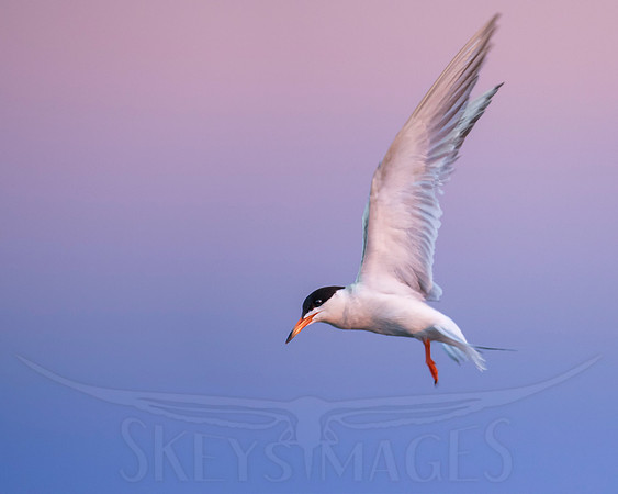 Blue Hour (Forster'sTern)