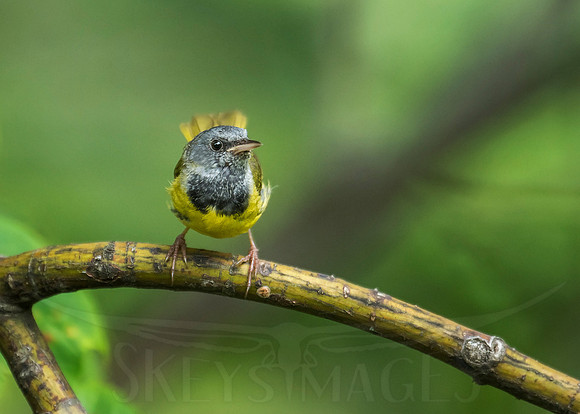 Mourning Warbler