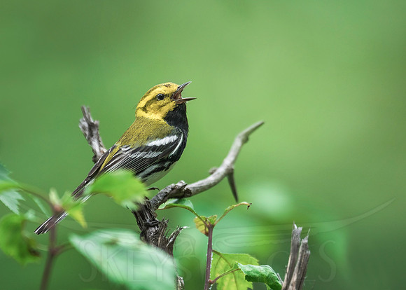 Singing Throat (Black-throated Green Warbler)
