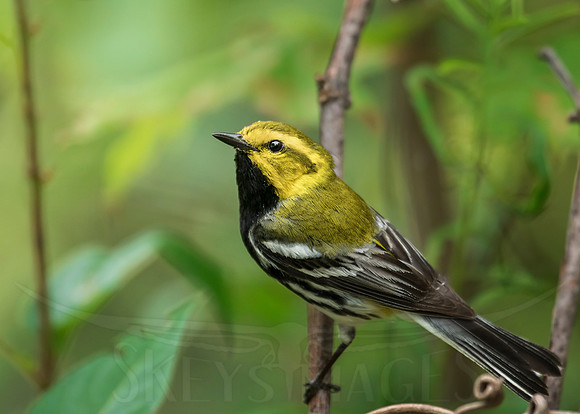 (Black-throated Green Warbler)