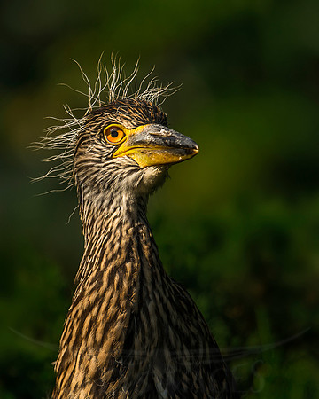 Go Back to Bed (Yellow-crowned NIght Heron)
