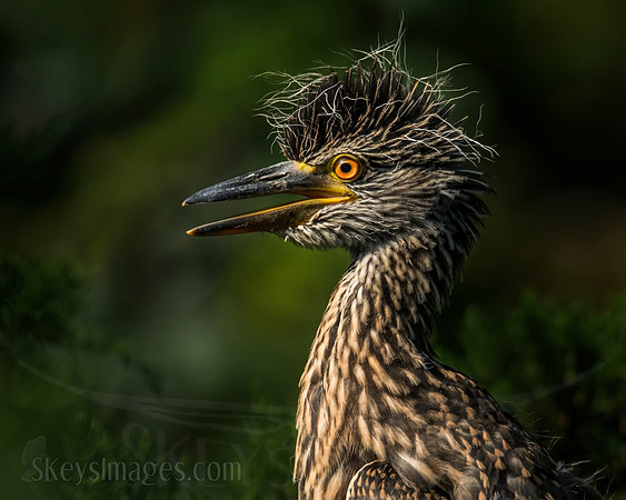 Bad Hair Day (Yellow-crowned Night Heron)