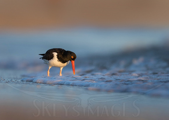 (Oystercatcher)