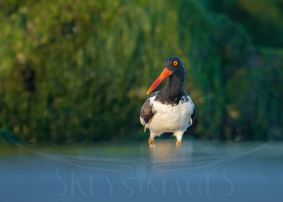(Oystercatcher)