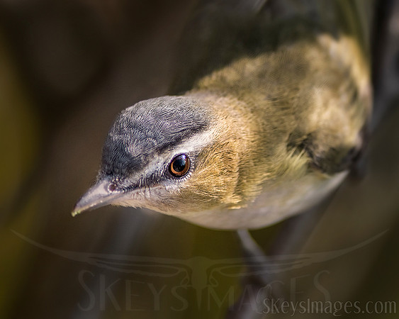 (Red-eyed Vireo)