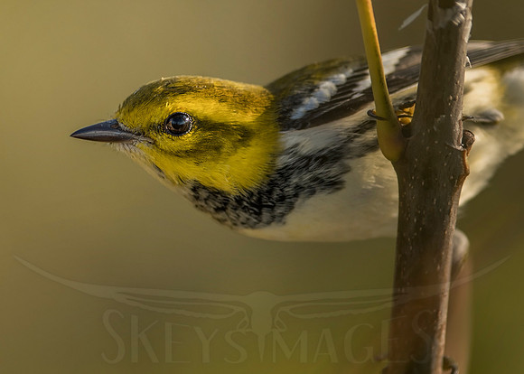Profile (Black-throated Green)