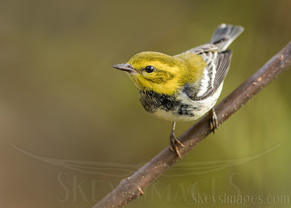 (Black-throated Green)