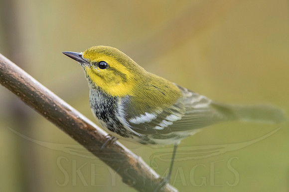 (Black-throated Green)