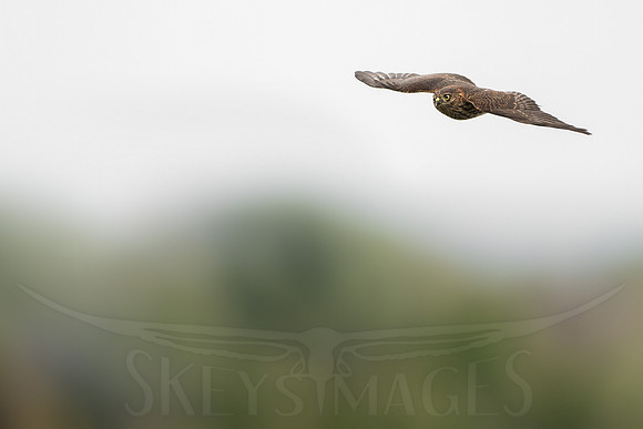 Over the Ridge (Sharp-shinned Hawk)