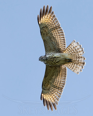 Panes (Red-shoulder Hawk)