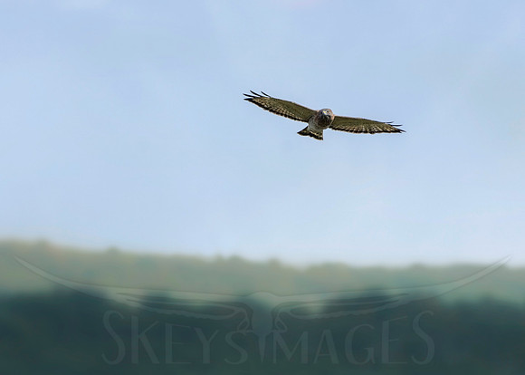 Out of the Bowl (Broad-winged Hawk)