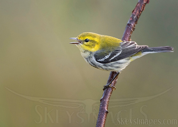 Song (Black-throated Green)