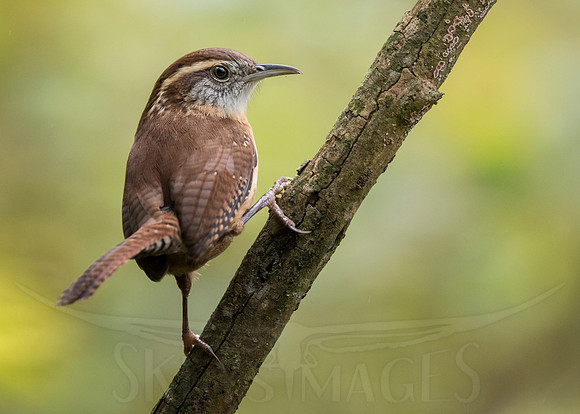 (Carolina Wren)