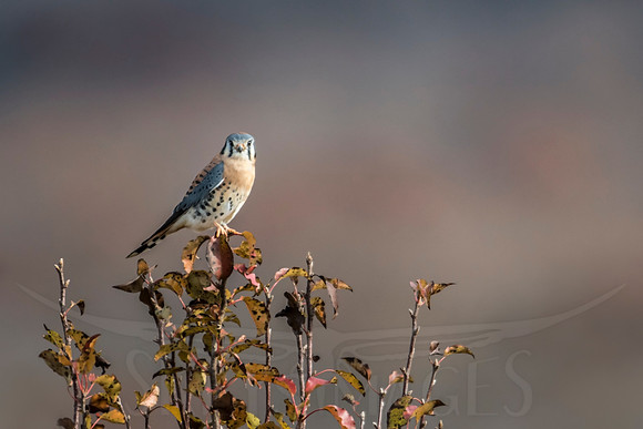 Kestrel Perched (American Kestrel)
