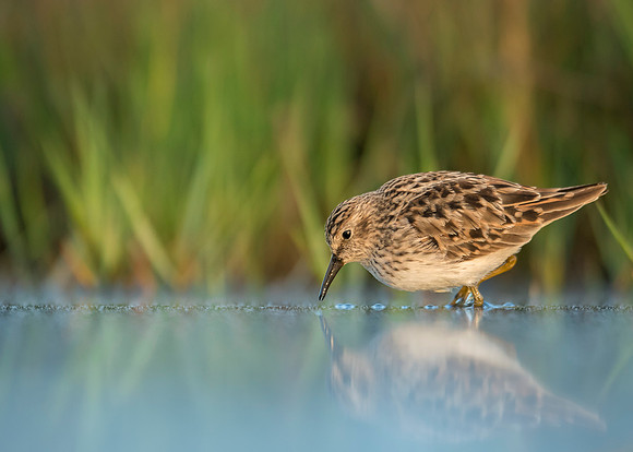 Soft Color (Least Sandpiper)