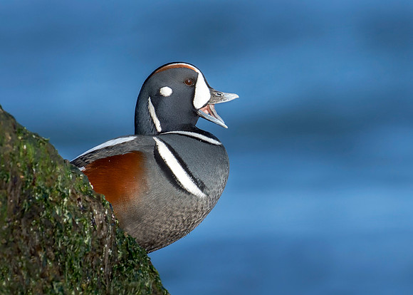 Quacker (Harlequin Duck)