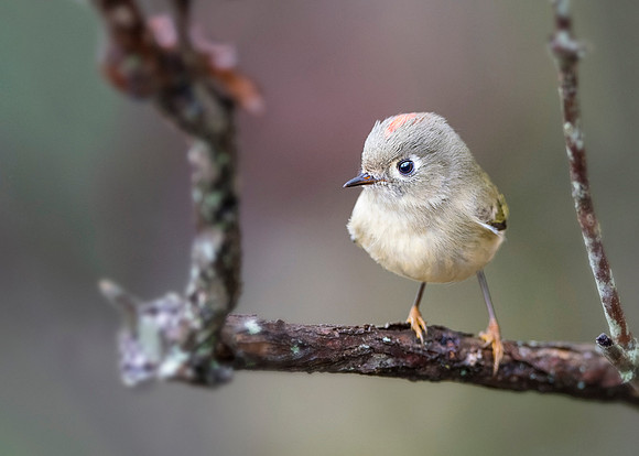 On a Swingset (Ruby-crowned Kinglet)