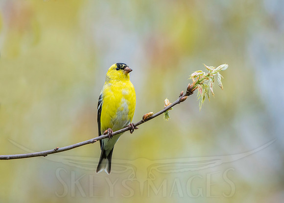 Pastel (American Goldfinch)