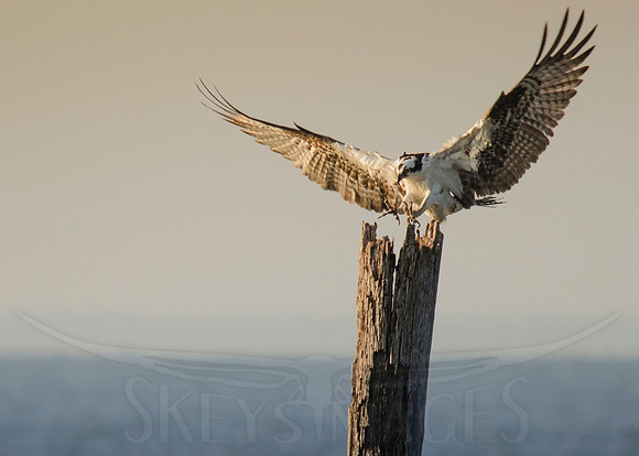 SkeysImages, Scott Keys, wildlife, bird, Raptor, bird of prey, osprey