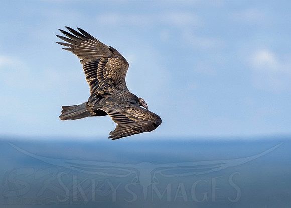 SkeysImages, Scott Keys, wildlife, bird, Raptor, bird of prey, vulture, turkey vulture