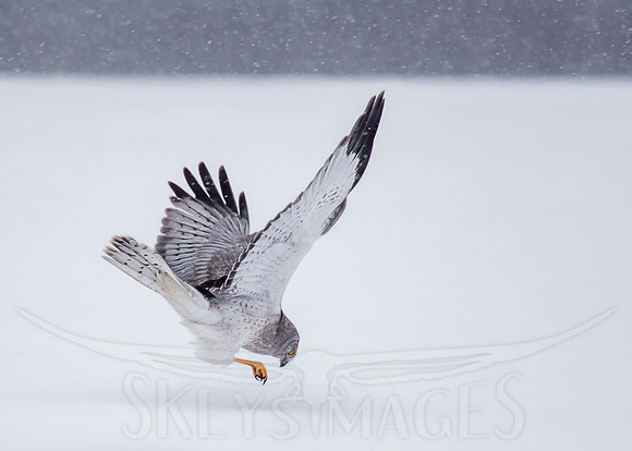 SkeysImages, Scott Keys, wildlife, bird, Raptor, bird of prey