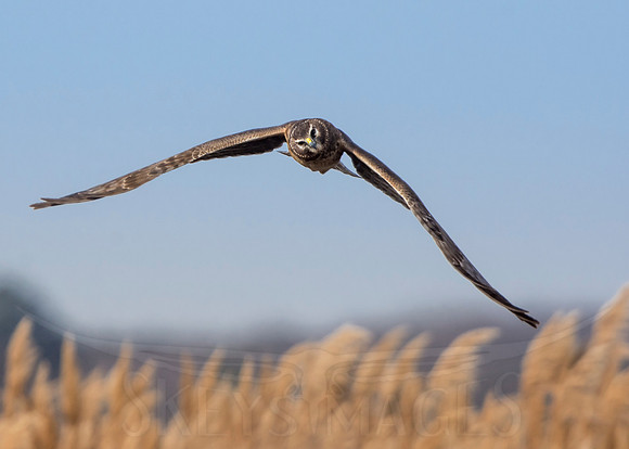 SkeysImages, Scott Keys, wildlife, bird, Raptor, bird of prey