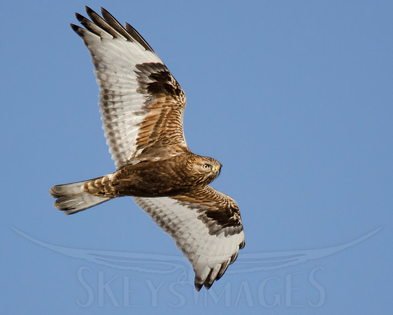 SkeysImages, Scott Keys, wildlife, bird, Raptor, bird of prey
