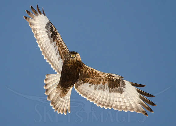 SkeysImages, Scott Keys, wildlife, bird, Raptor, bird of prey