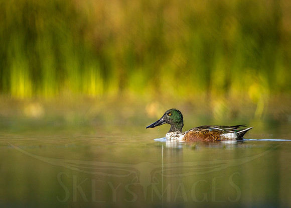 Fall Shoveler (Northern Shoveler)