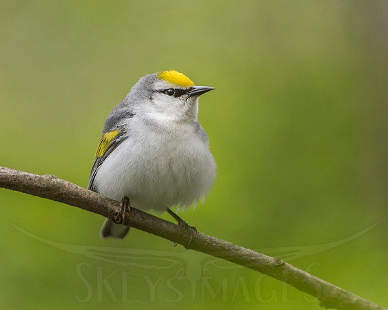 skeysimges, bird photography, scott keys, avian photography, warblers, warbler, nature, outdoors