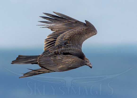 SkeysImages, Scott Keys, wildlife, bird, Raptor, bird of prey, vulture, turkey vulture