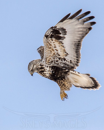 SkeysImages, Scott Keys, wildlife, bird, Raptor, bird of prey