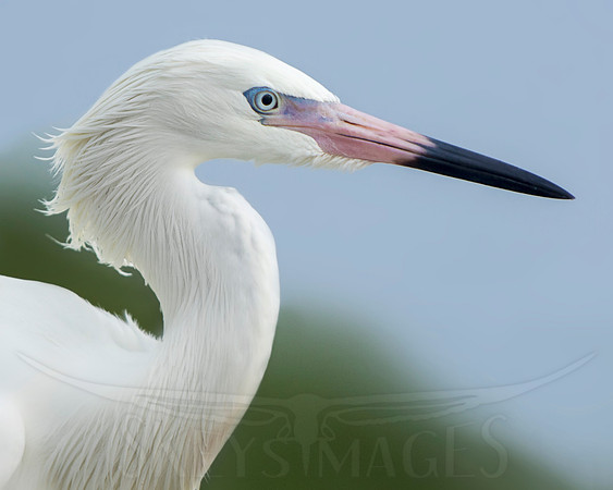 Intent (Reddish Egret - White Morph)