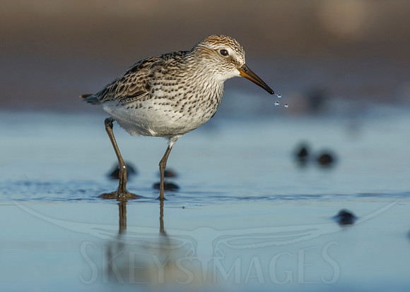 Droplets (White-rumped Sandpiper)